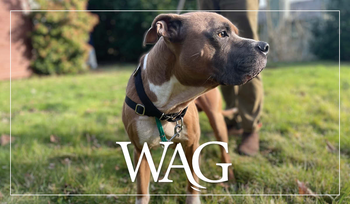 MAR Wag 1200X700