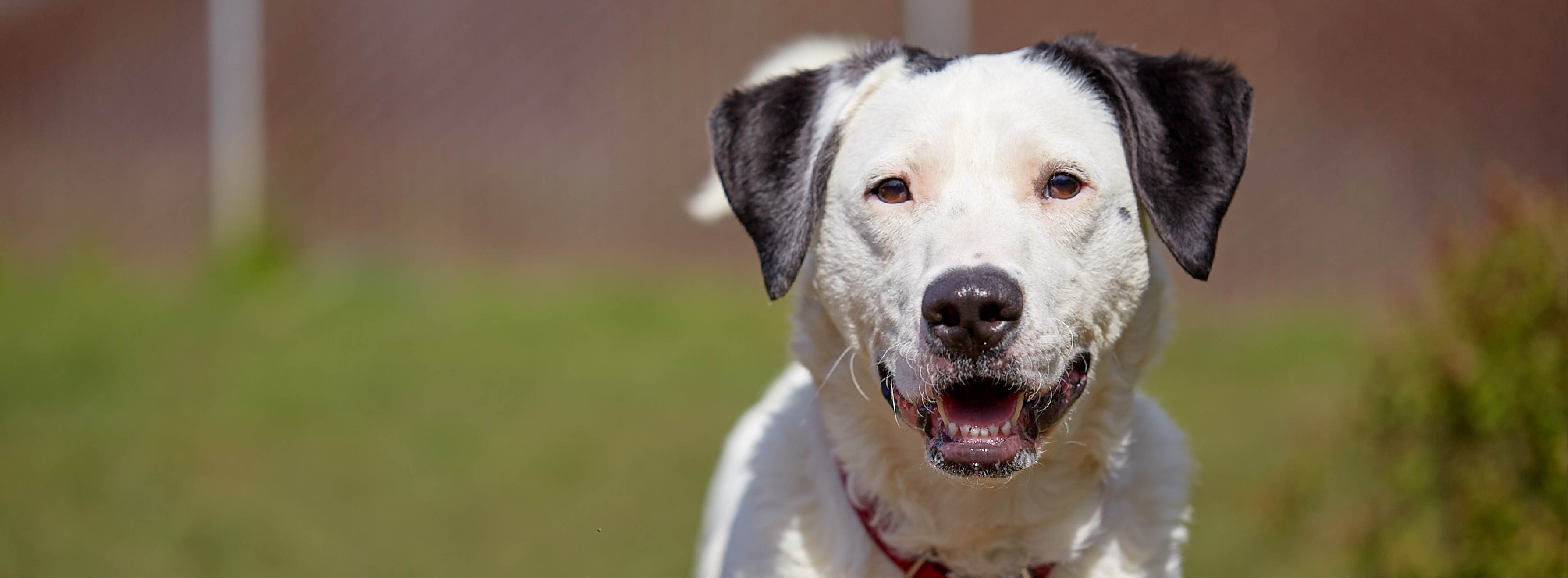 White puppies best sale for adoption