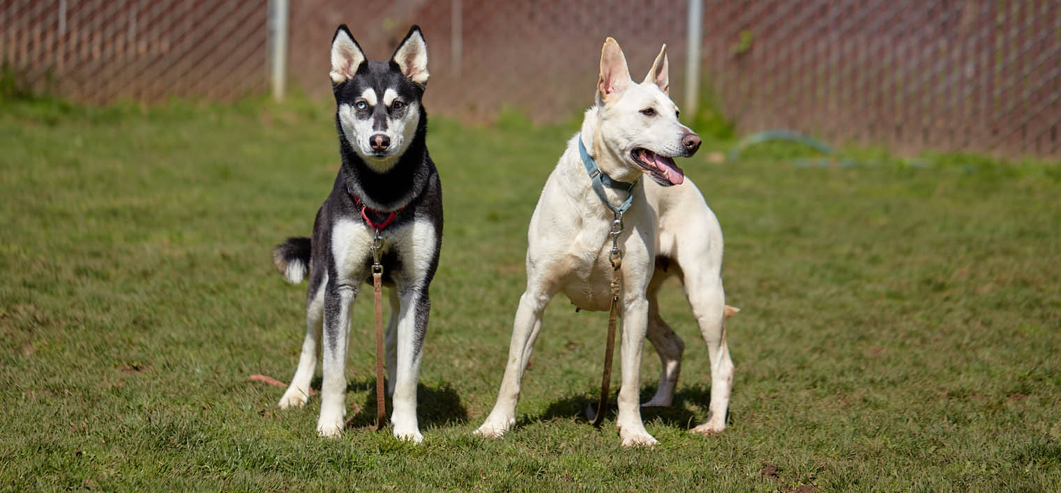 A New Home For Three Dogs | Humane Society For Southwest Washington