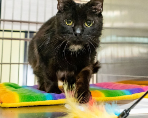 1920x450 Found pets in our Care.png