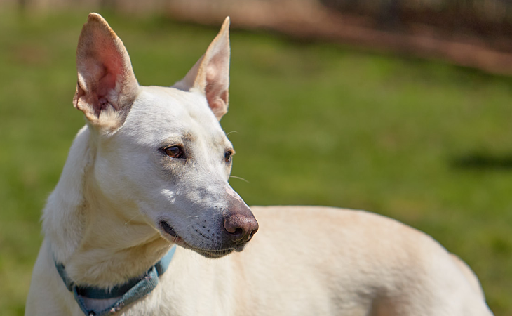 Pet Food Assistance Humane Society for Southwest Washington