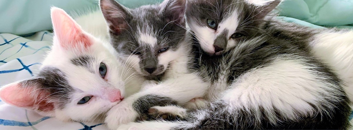 Three white and grey kittens sleeping on blankets
