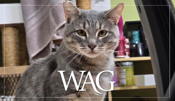 MAR Wag October 25 740X430 Web Banner