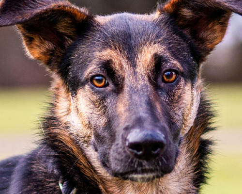 1920X450 Adopt Dogs & Puppies