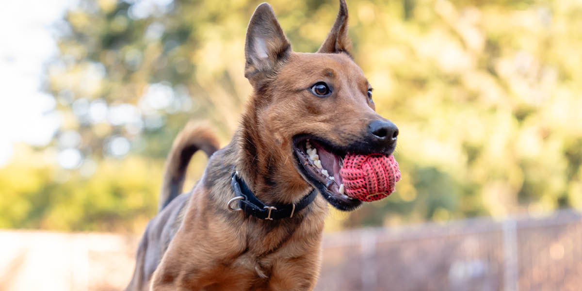 WAG 26 4 16 1200X600 Annual Report