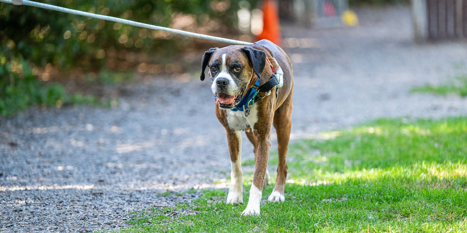 MAR Wag July Full Width Image 1200X600
