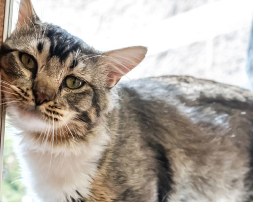 1920X450 Lost and Found Community Cats