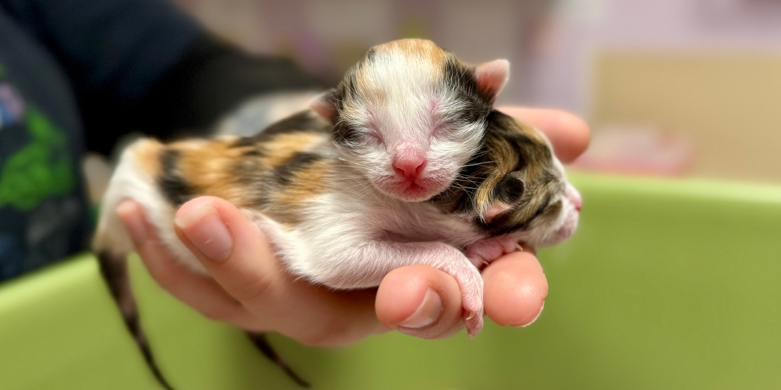 WAG_May 2026_Kittens2_1200x600.png