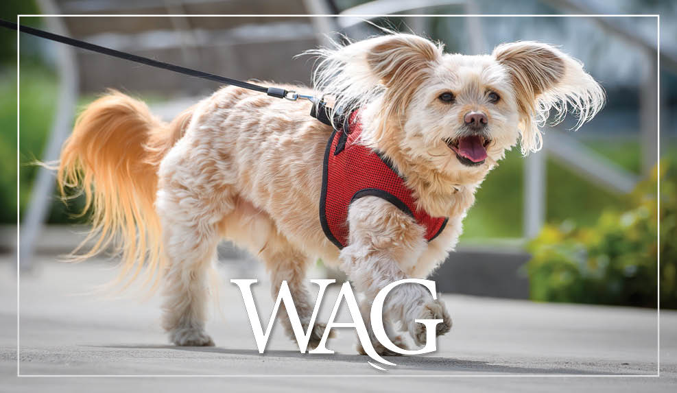 MAR Wag 740X430