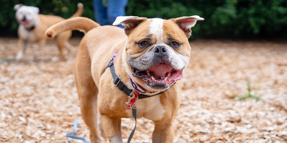 WAG-26-8_1200x600_Disaster-Prep_Dog.jpg