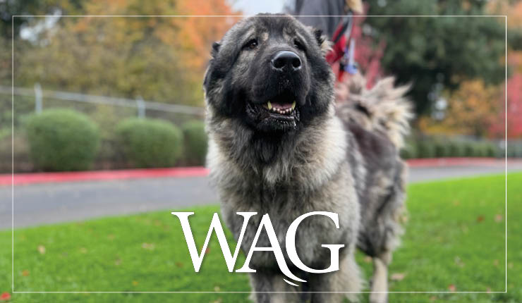 MAR Wag November 2025 740X430 Web Banner
