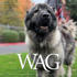 MAR Wag November 2025 740X430 Web Banner