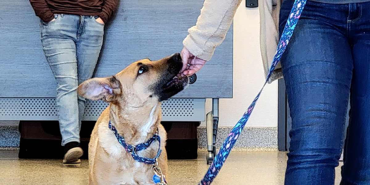 MAR_Wag_26-6_1200x600_DogTraining1.jpg