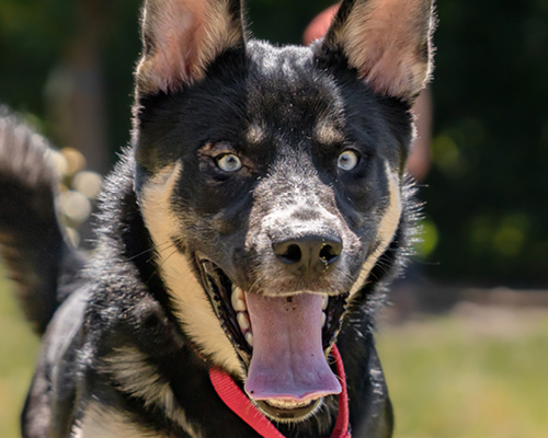 MAR Dogtraining Web Banner V1
