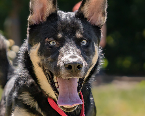 MAR Dogtraining Web Banner V1