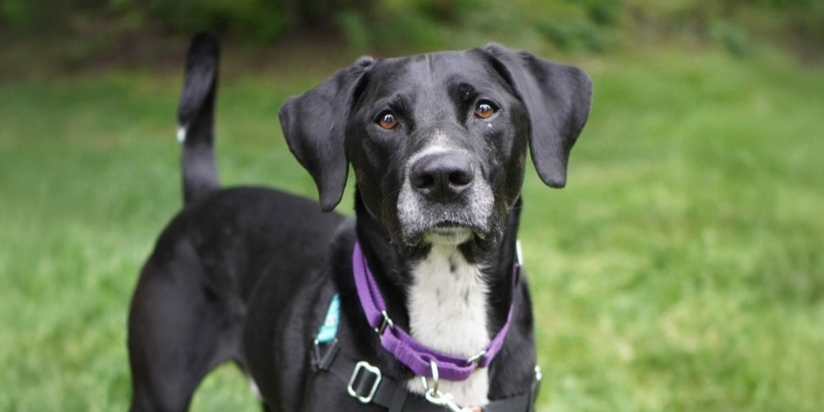 WAG 26 10 1200X600 Holiday Safety Dog