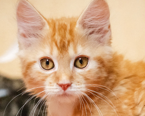 1920X450 Lost and Found Stray Kittens