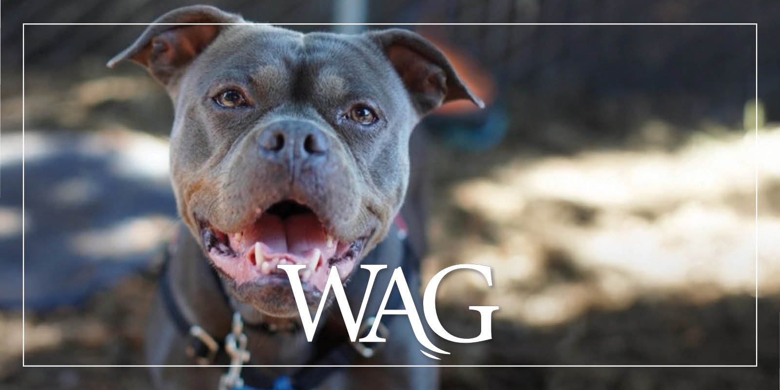 MAR Wag August 1200X600