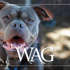 MAR Wag August 1200X600