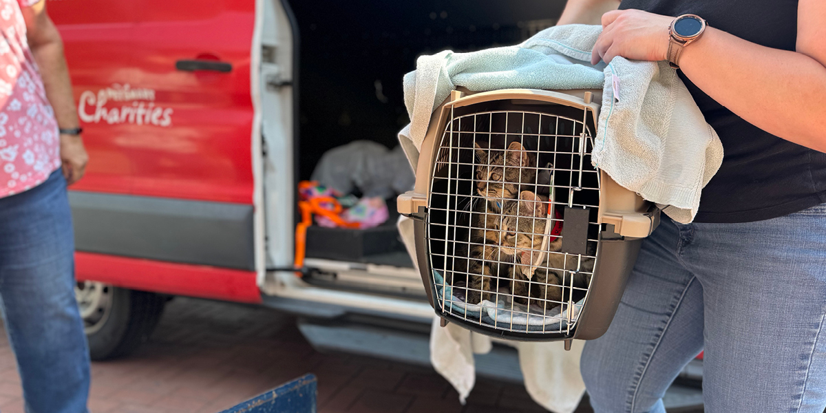 WAG 26 9 1200X600 Transport Cat