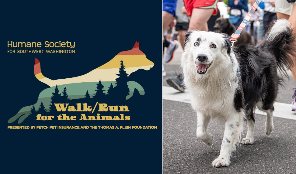 EVN_Walk-26_Web-Banner.jpg