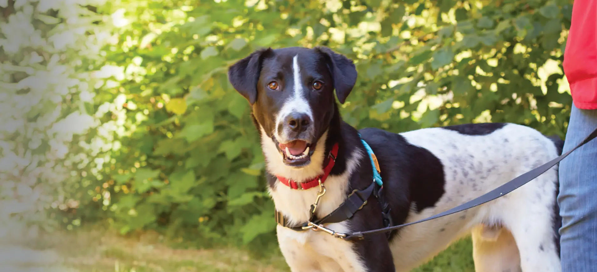 1920x875_Dog Days_Homepage Slider.png (1)