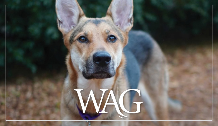 WAG 26 3 13 740X430 Header With Logo
