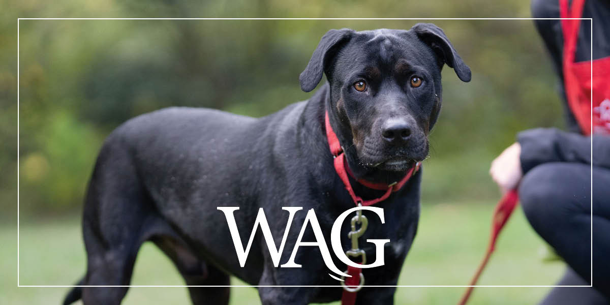 MAR Wag 1200X600 2025 12 12 Header