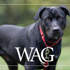 MAR Wag 1200X600 2025 12 12 Header