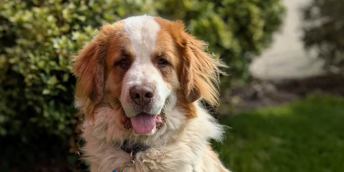 1200X600 WAG October NEPAW