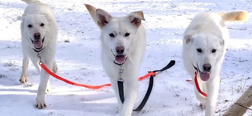 three white dogs in the snow