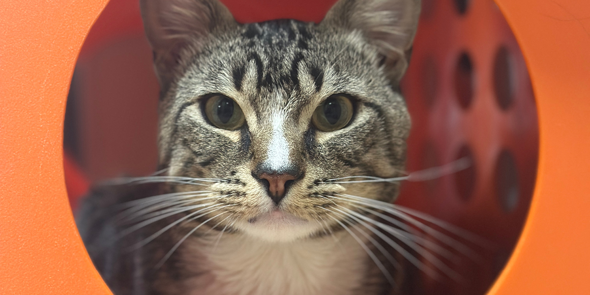 WAG 26 10 1200X600 Holiday Safety Cat