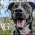 WAG 26 9 Header 740X430 Option1