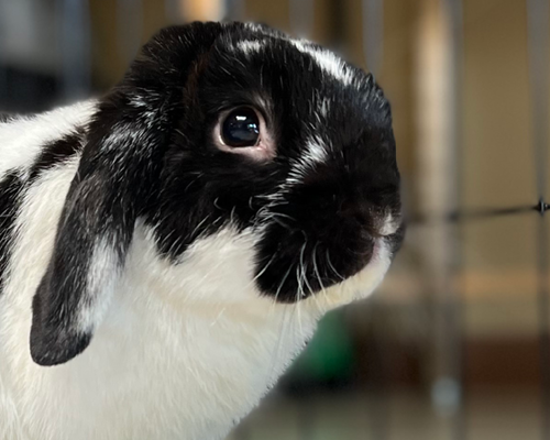 1920X450 Stray Rabbits