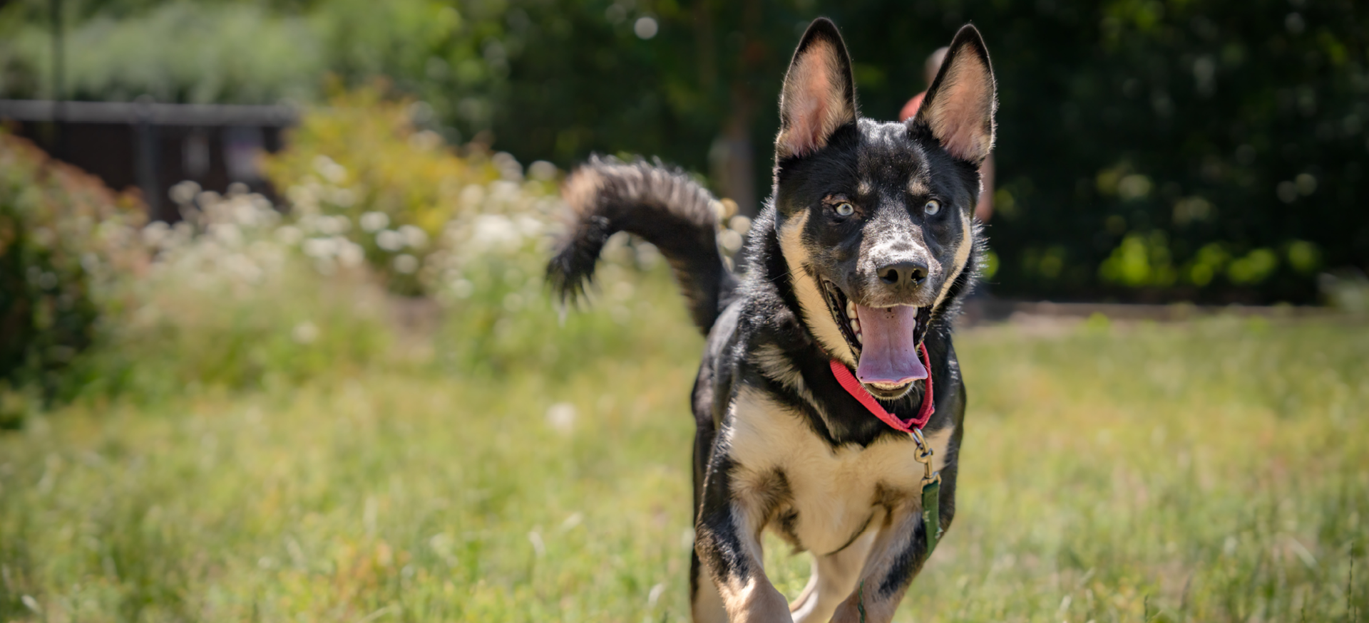 1920X875 Slider Dog Training2
