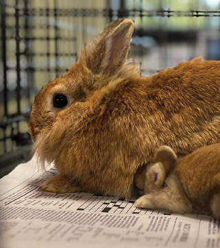 320X360 Adopt Small Animals