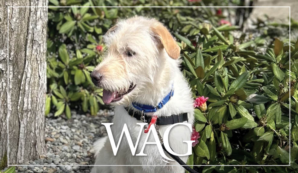 MAR Wag 740X430