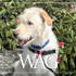 MAR Wag 740X430