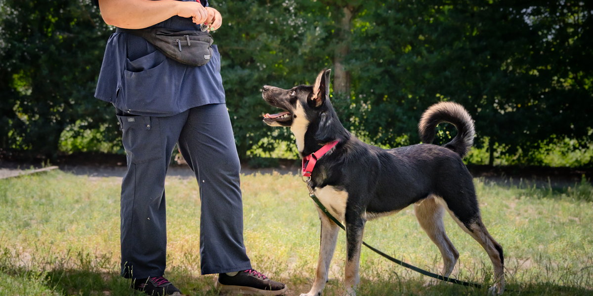 1200X600 WAG Dog Training (1)