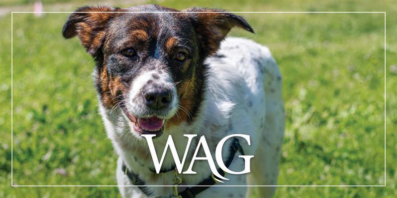 MAR Wag July 1200X600