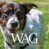 MAR Wag July 1200X600