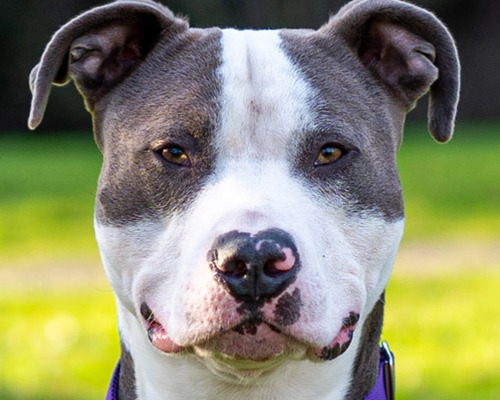 1920X450 Lost and Found Found Pets Our Care