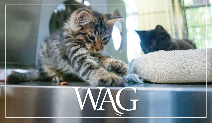 WAG-26-8_Header_740x430_4.jpg