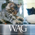 WAG-26-8_Header_740x430_4.jpg
