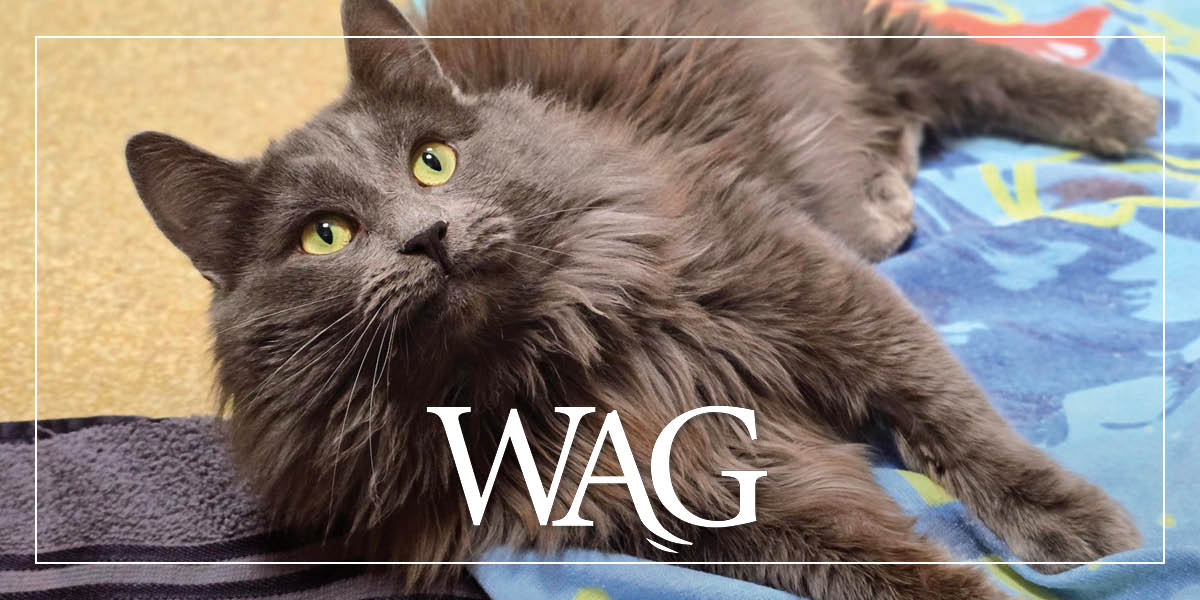 MAR Wag 1200X600 2026 1 15 (1)