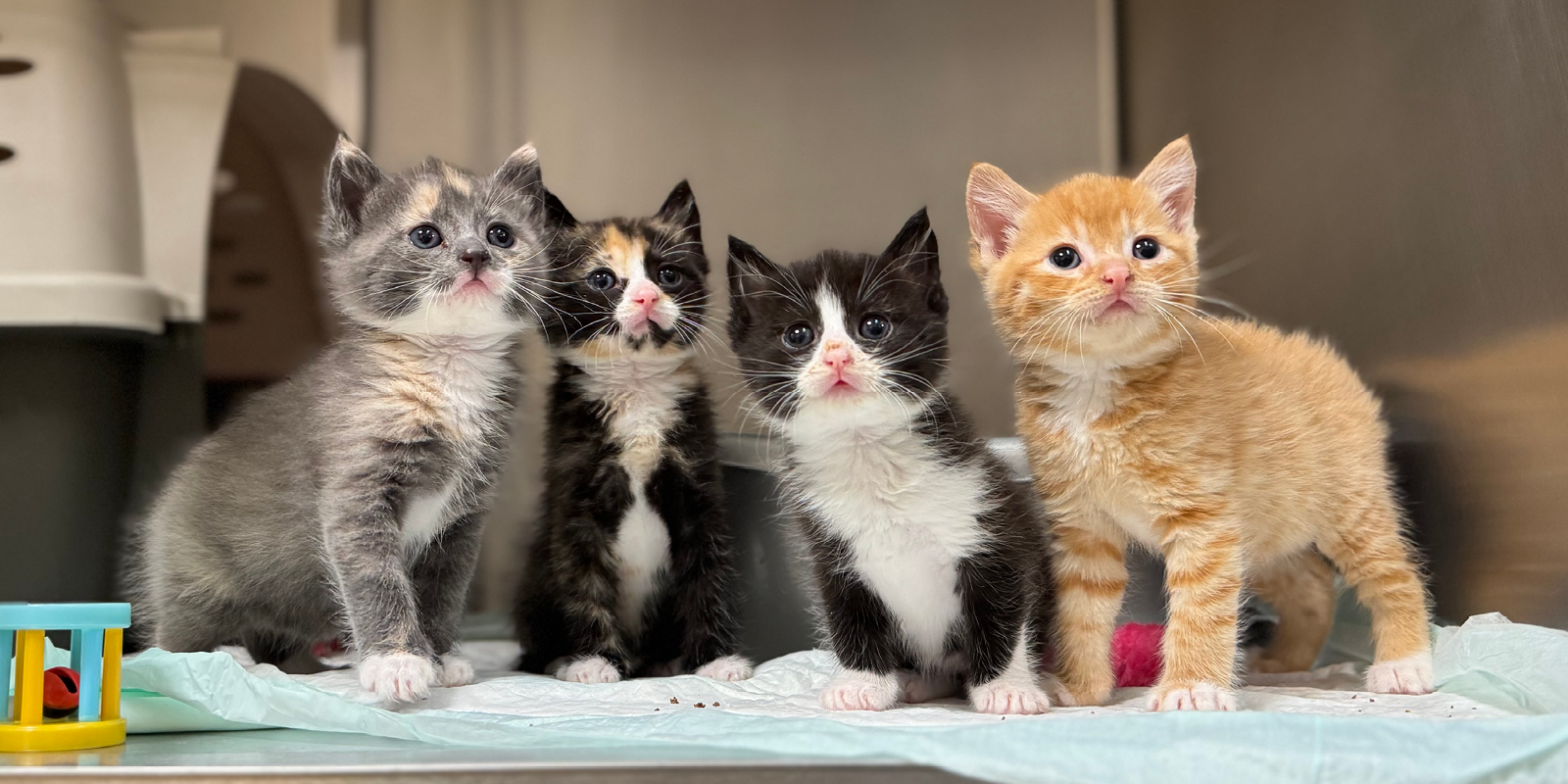 WAG_May 2026_Kittens1_1200x600.png