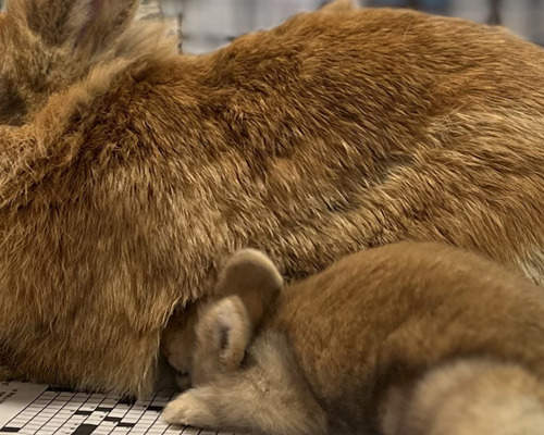 1920X450 Adopt Small Animals