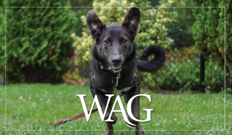 MAR Wag 740X430 Web Banner (1)