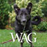 MAR Wag 740X430 Web Banner (1)