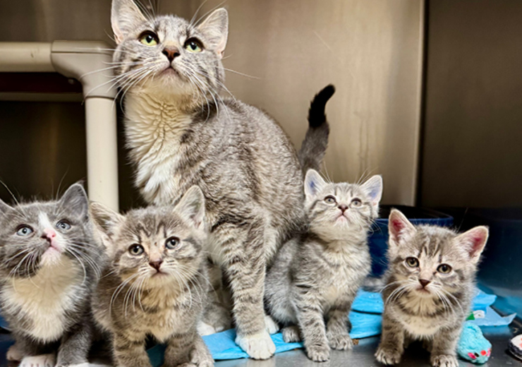 MAR_FosterEvents_2026_6-6_VC-Kitten-Fast-Track_Web-banner_v1a.jpg